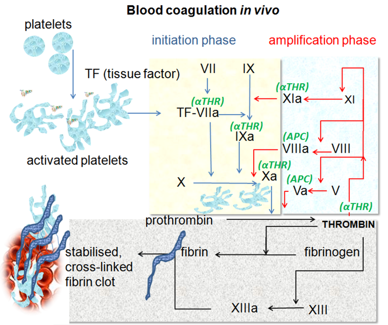 Coagulation_in_vivo.png