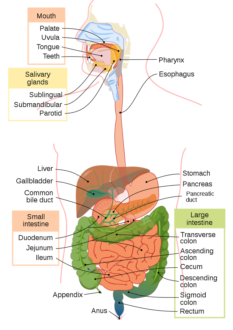 Digestive_system_diagram_en.svg.png