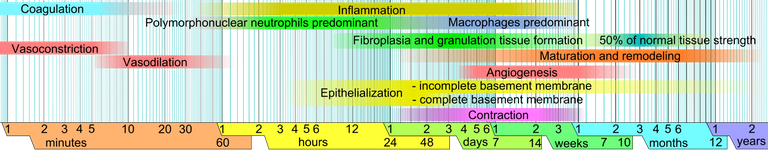 Wound_healing_phases.png