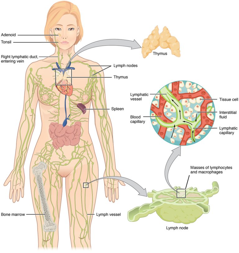 2201_Anatomy_of_the_Lymphatic_System.jpg