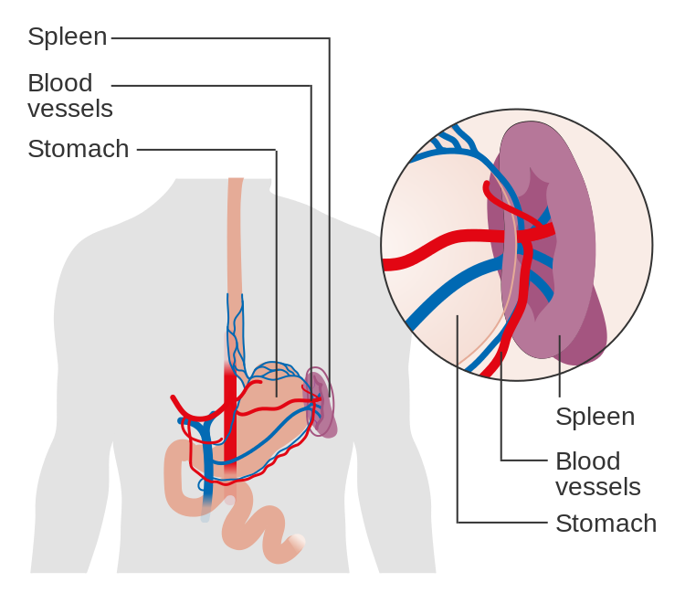Diagram_showing_the_position_of_the_spleen_CRUK_417.svg (1).png