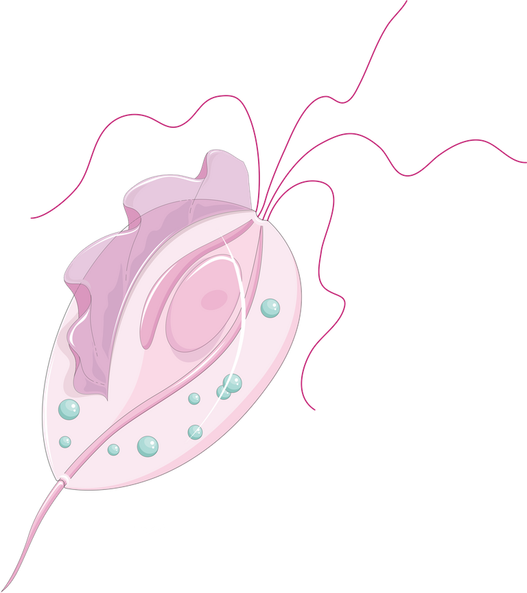 Trichomonas_vaginalis_(02).png