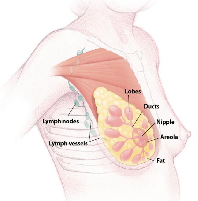 Lymph-ill-lg.jpg