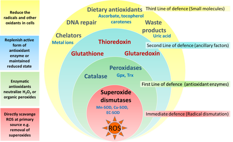 Antioxidant_defence_stratification.png