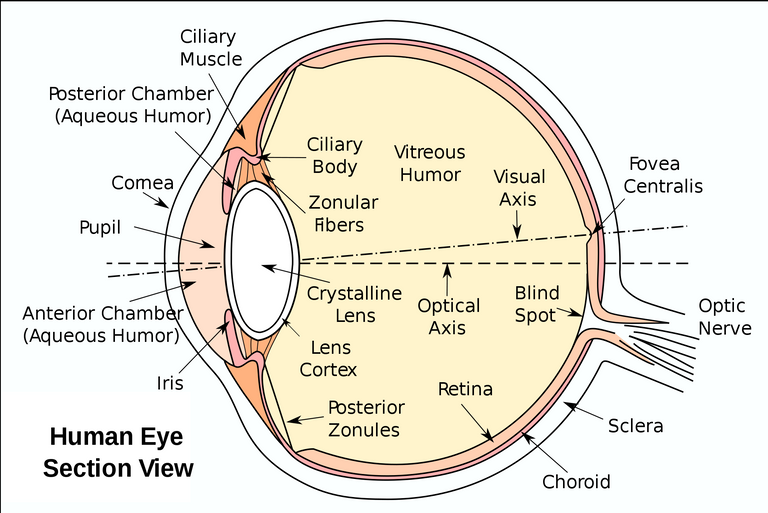 2000px-Eyesection.svg.png