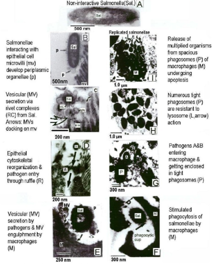 Human_Salmonella_infection_mechanism_in_chicken_ileum_(R_C_YashRoy_2002,_Symosium_slide).png