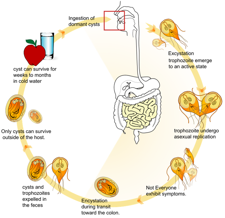 giardia.png