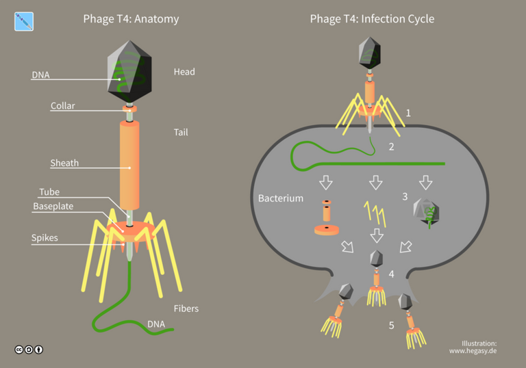 800px-11_Hegasy_Phage_T4_Wiki_E_CCBYSA.png