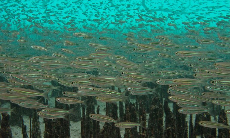 School_of_Young_Fishes_(Atherina_sp.____)_(6055617687).jpg
