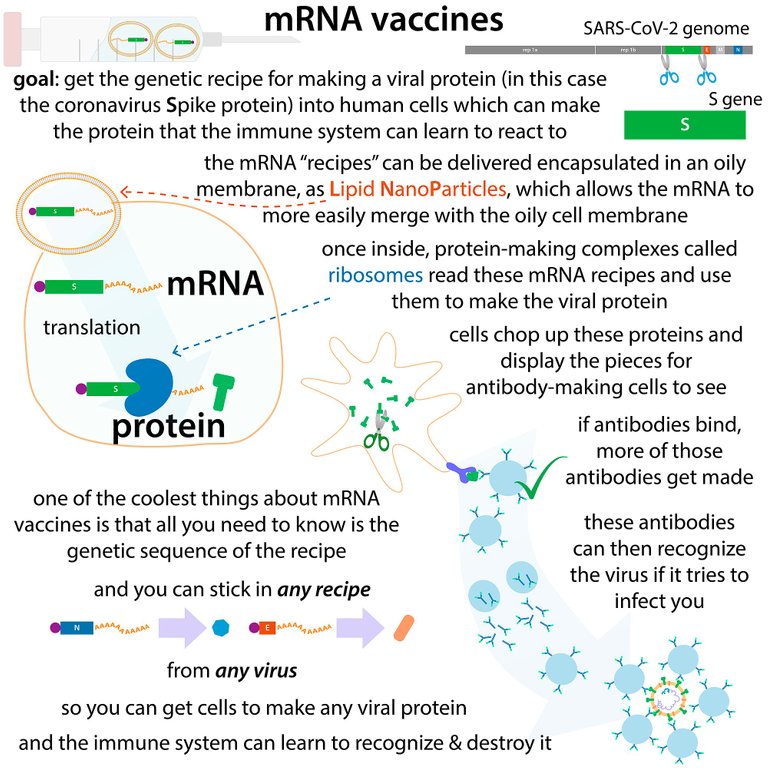 Coronavirus_mRNA_vaccines.jpg