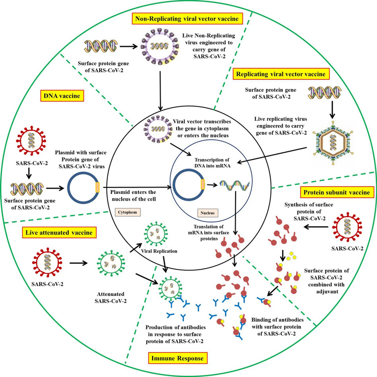 An_overview_of_designing_and_developing_COVID-19_vaccines.webp.png