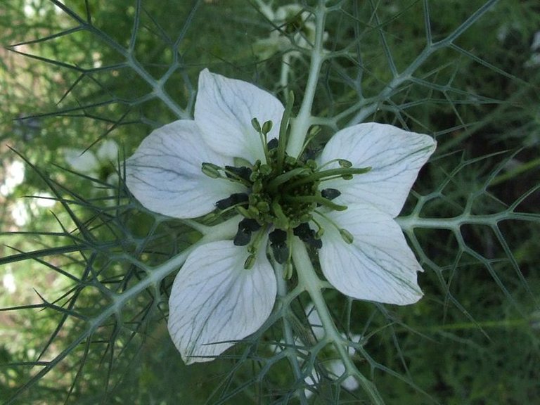 nigella.jpg