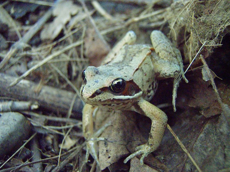 Wood_frog.JPG