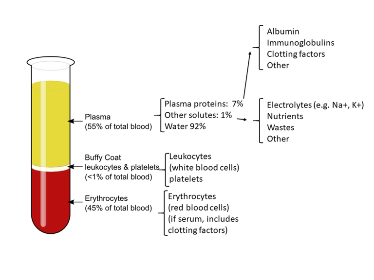Components_of_blood (1).png