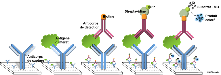 ELISA_principle.tif.png