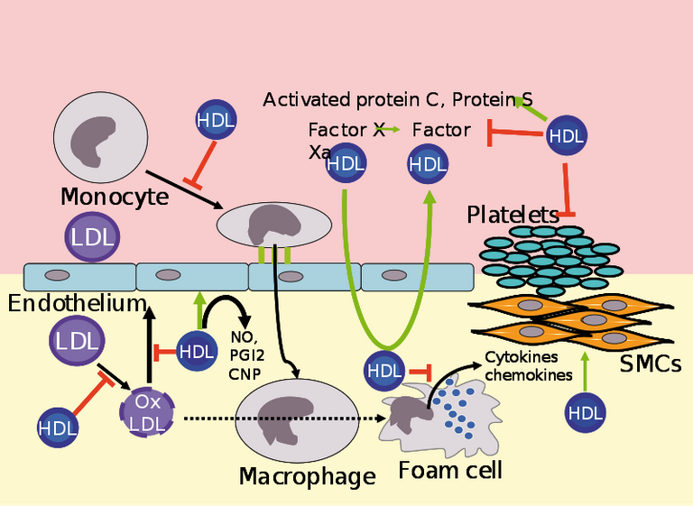 800px-High-density_lipoproteins.svg.png