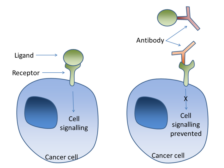 Cancer_antibody_receptor_blockade.png