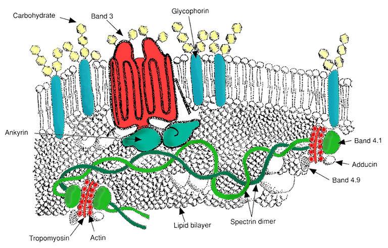 800px-RBC_membrane_major_proteins.png