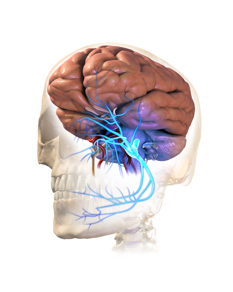 2000px-Trigeminal_Neuralgia (1).png