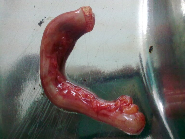Jpeg.appendix.jpg