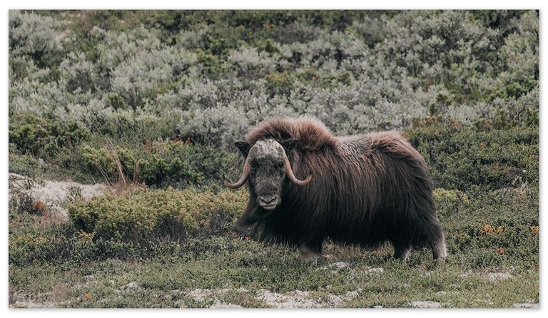 dovre 1.jpg