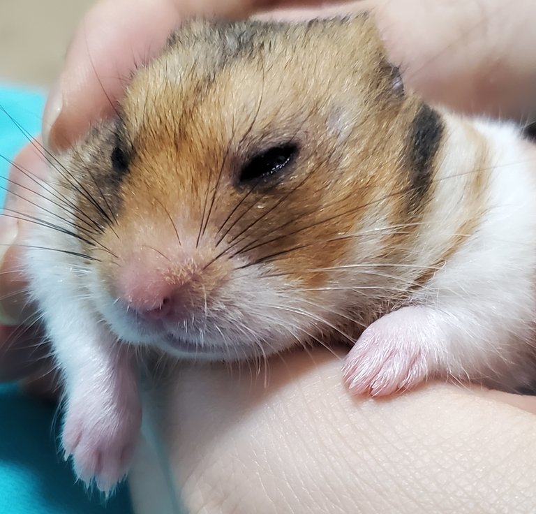 relaxed.hamster.jpg