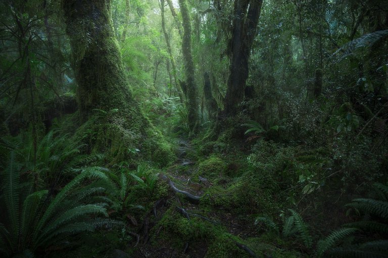 deepNew-Zealand-fiordland-Dale-gribble-photography-dalegphoto.jpg.jpg