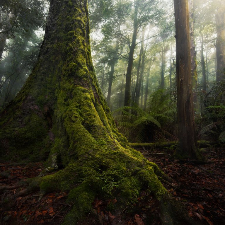 Barrington Tops_Grinch.jpeg