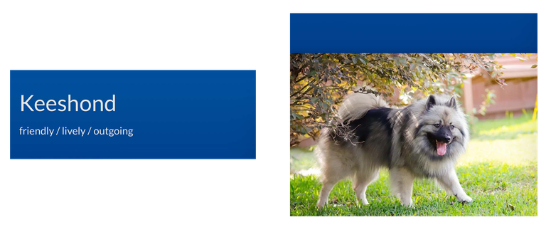 Keeshond 2.png
