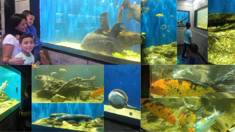 Aquarium.png
