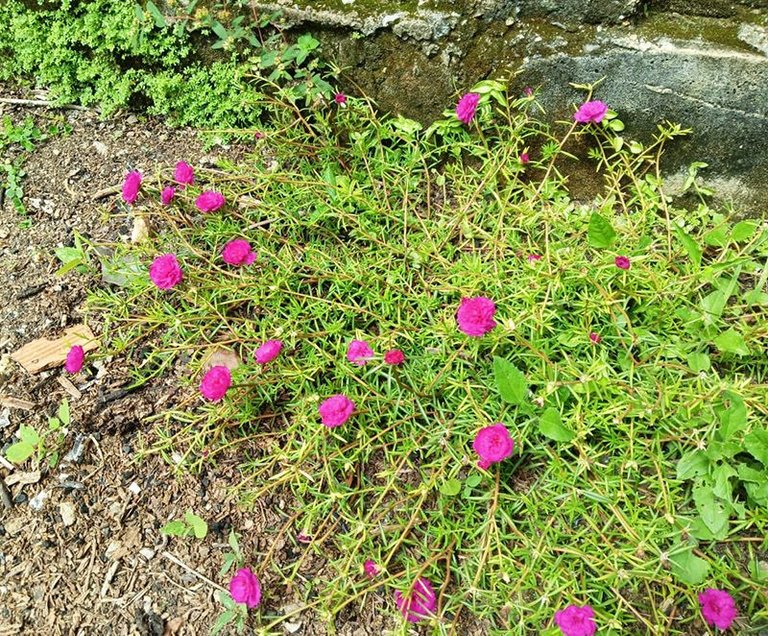 flores a.jpg