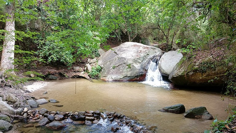 cocuizas 1.jpg