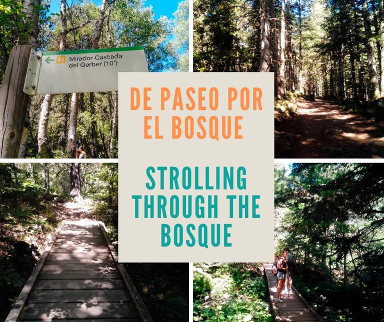 Walk in the forest. Pyrenees II / Paseo al bosque. Pirineos  II