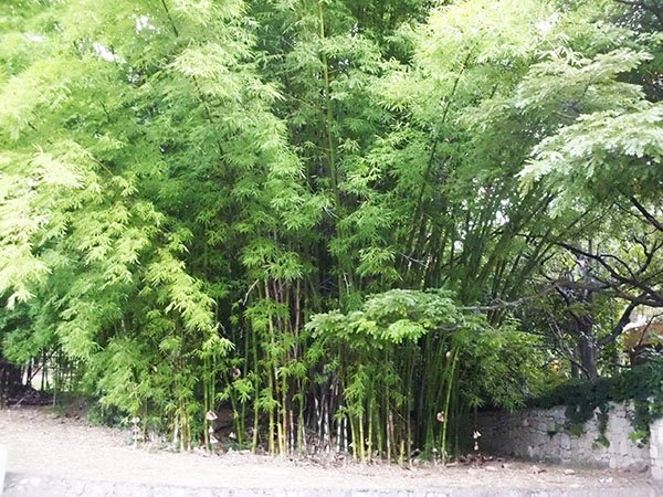 Bambu.JPG