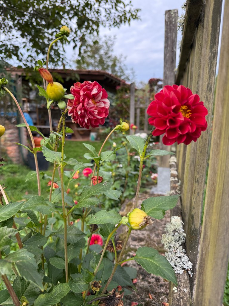 IMG_7853.jpeg