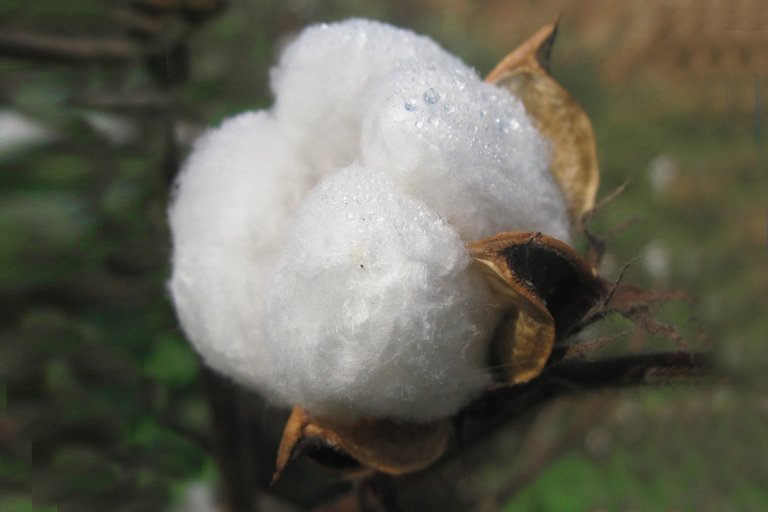 2000px-BALLS_OF_COTTON_(ANDHRA_-SOUTH_INDIA)_READY_FOR_HARVEST.jpg