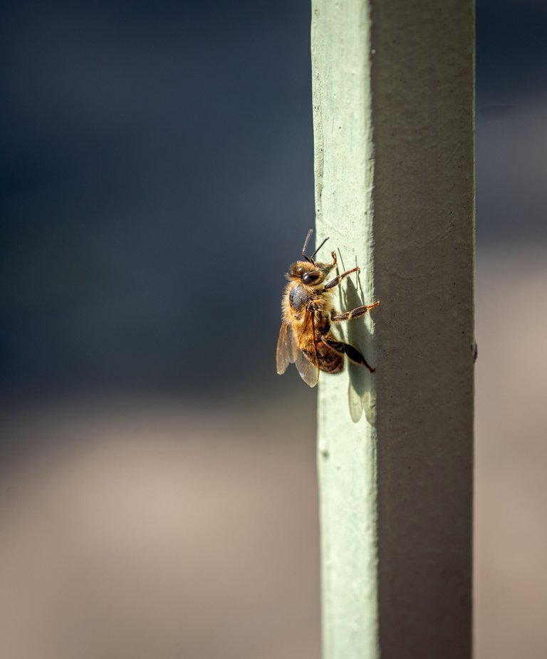 _DSC4943-Edit.jpg