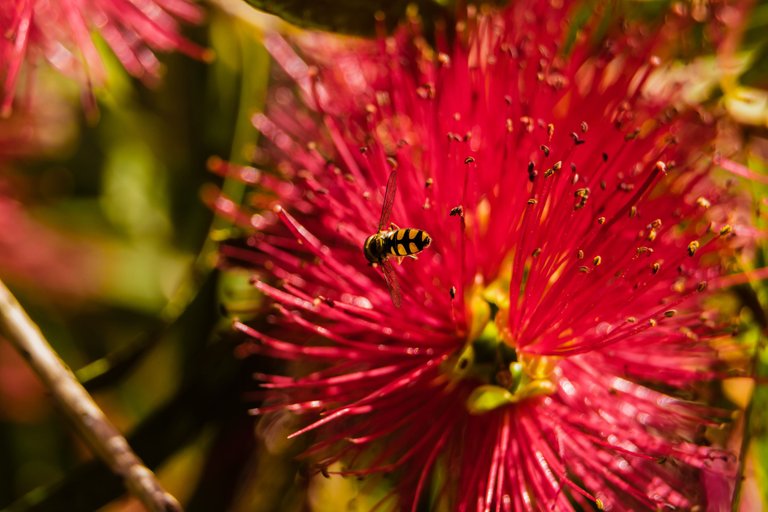 Bee (1).jpg