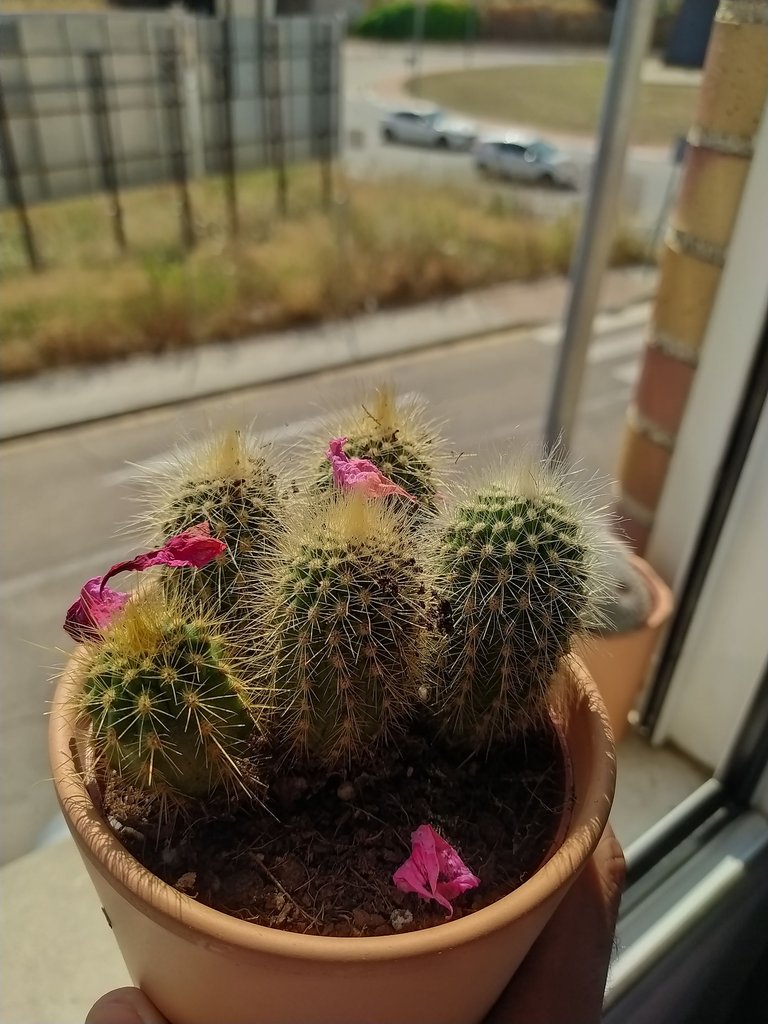 🌵My first cacti in Spain - Gift from my wife 💜🇪🇦