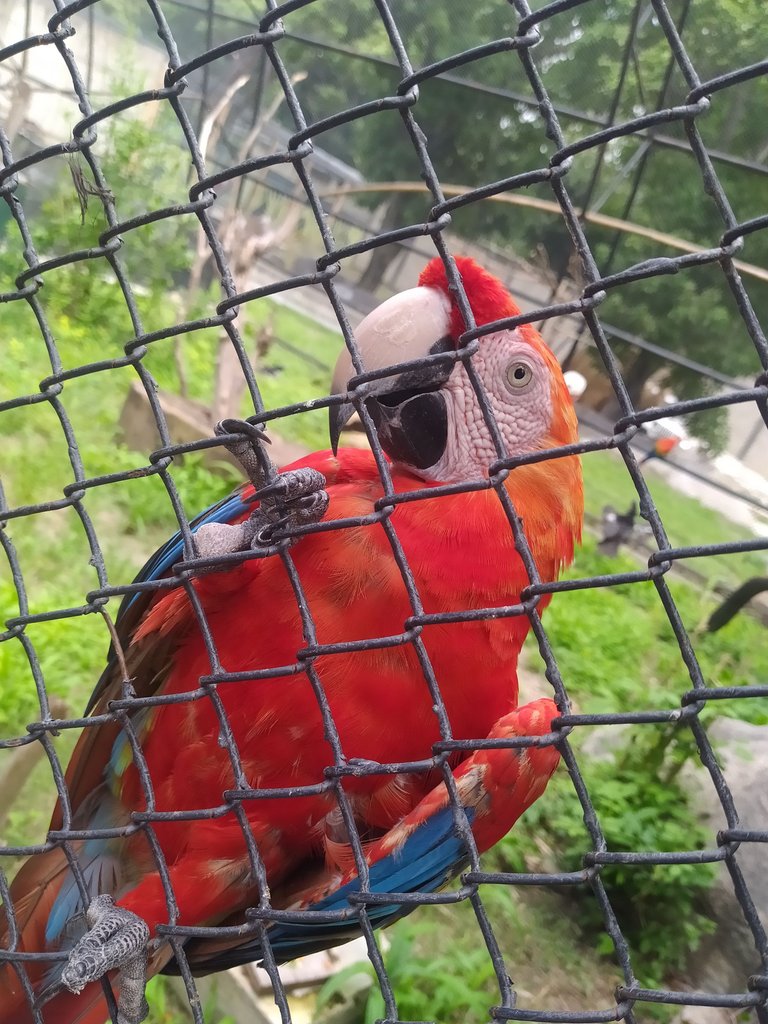🦜🇻🇪Visiting the Maracay Zoo aviary 🦅🐦
