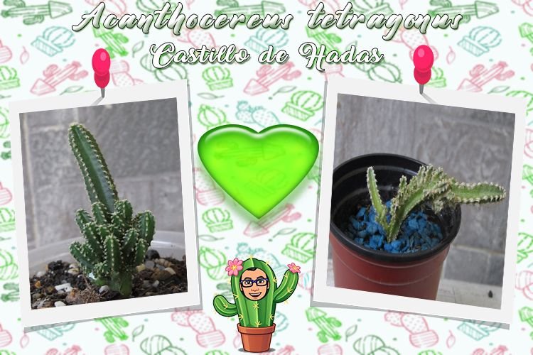 Cactus 1.jpg