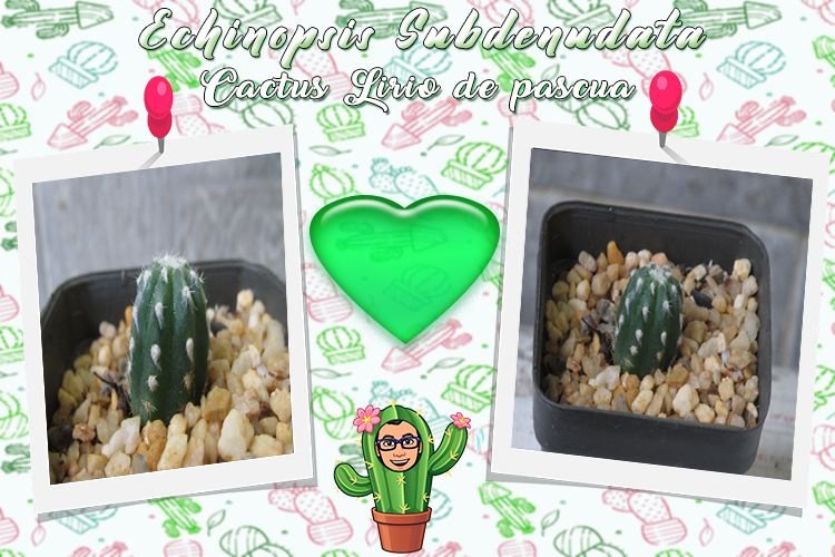 Cactus 5.jpg