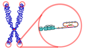 Telomere.png