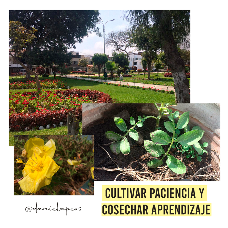 cultivar paciencia .png