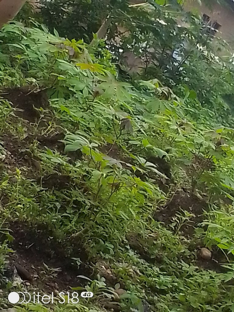 IMG_20250806_180959_048.jpg