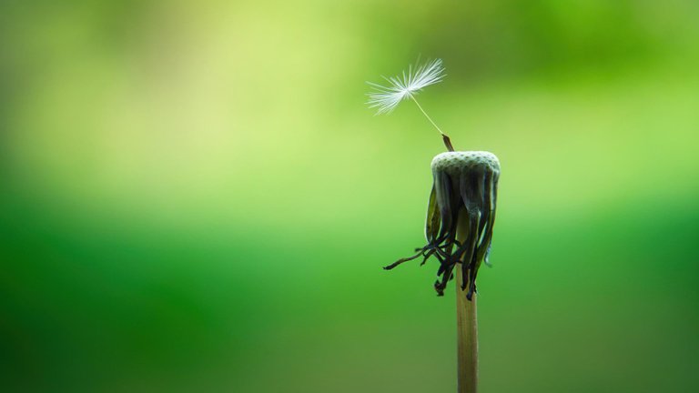 dandelion-gefc4ccd29_1920.jpg