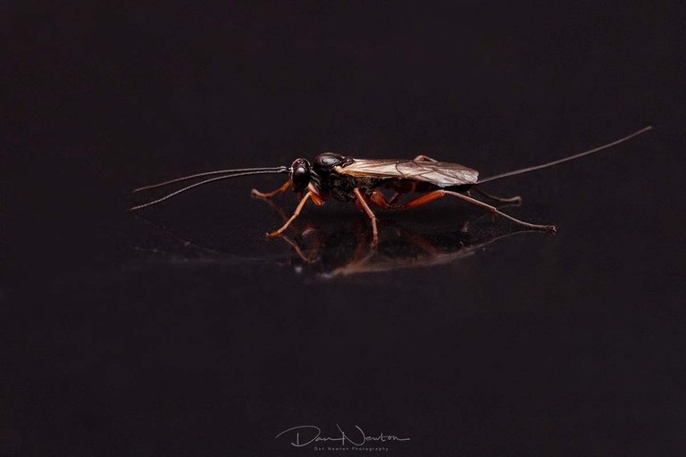 Small Wasp-8672-1PP.jpg