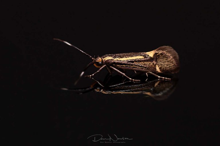 Esperia sulphurella-1-1PP.jpg