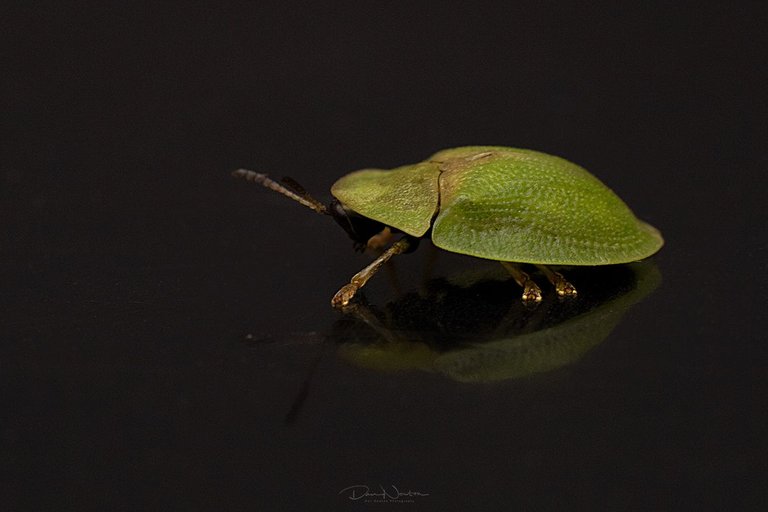 Tortoise Beetle - Cassida sp-0024PP.jpg