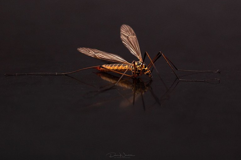 Tiger Cranefly - Nephrotoma sp-0062PP.jpg